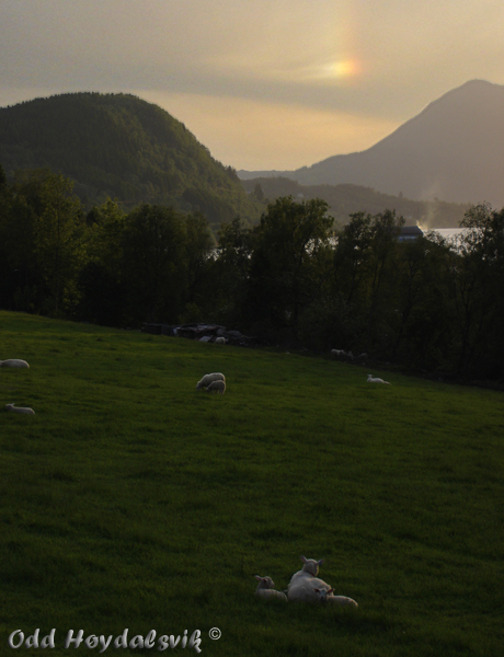 Sundog and Sheep