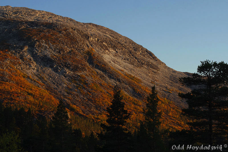 Autumn colours, Høstfarger Mjølfjell