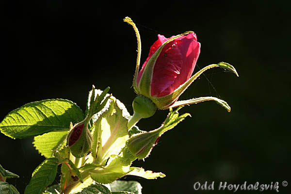 Nyperose / Rose